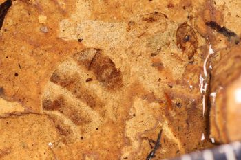 Media type: image;   Entomology PALE-14047
